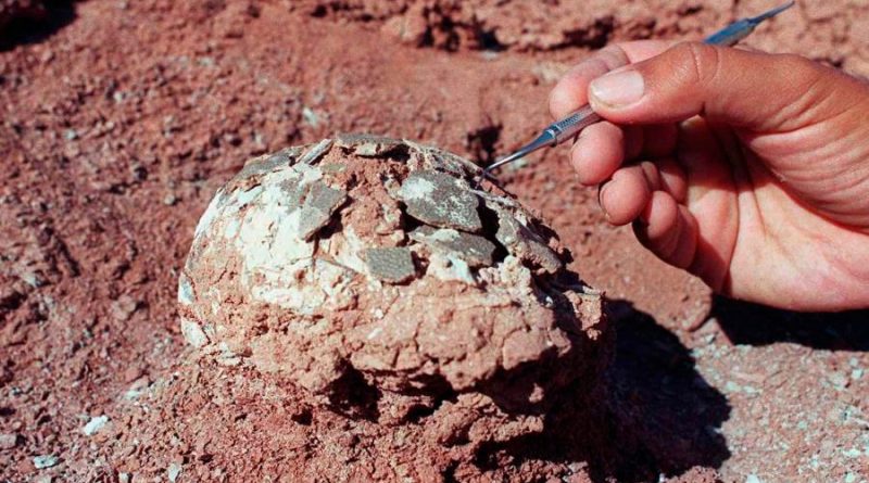 Hallan en Japón el huevo de dinosaurio fosilizado más pequeño nunca visto