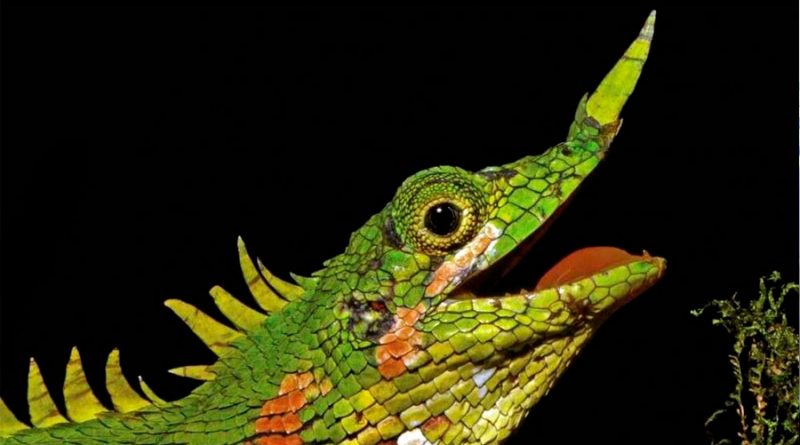Encuentran un lagarto con un cuerno en la nariz que no se había visto en 129 años