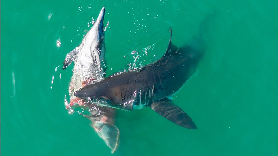 así atacan cuatro grandes tiburones blancos a un delfín