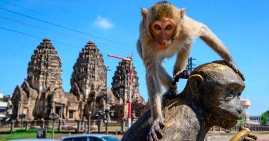 Monos se apoderan de ciudad en Tailandia durante la pandemia