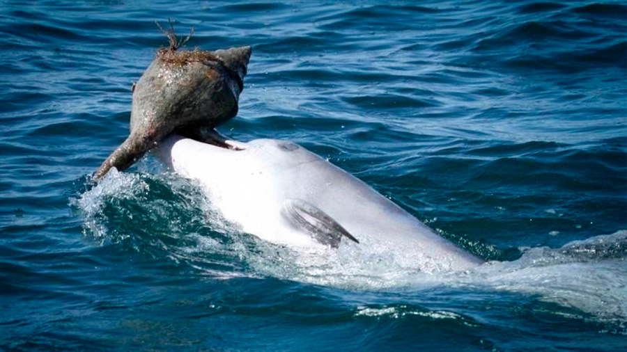 Los delfines aprenden a comer culturalmente, como los grandes simios