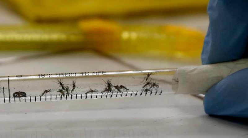 El mosquito no transmite el coronavirus, según el Instituto de Sanidad italiano
