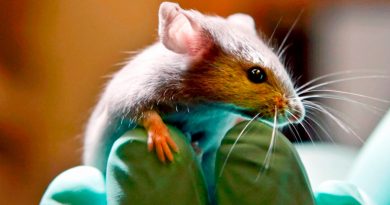 Descubren tratamiento que genera nuevas neuronas que acaban con síntomas de párkinson en ratones