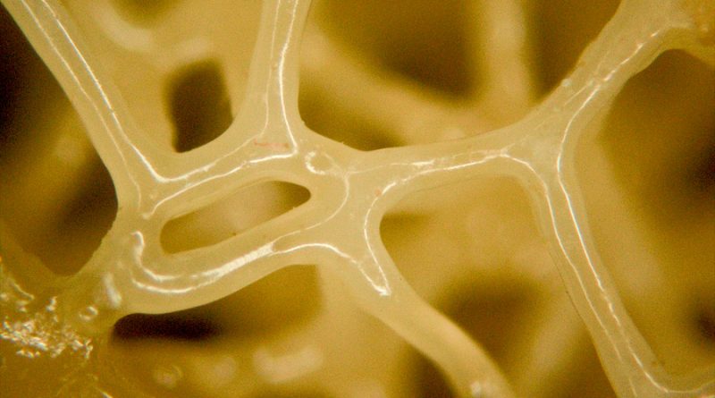 Desarrollan un remplazo de tejido biológico que puede imprimirse en 3D