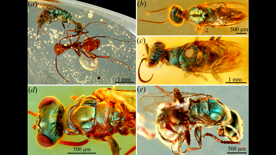 Fósiles conservados en ámbar revelan el verdadero color de los insectos de hace 99 millones de años