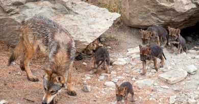 Nacen ocho cachorros de lobo gris mexicano en Coahuila