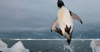 Descubren que algunos pingüinos de la Antártida son más felices con menos hielo marino