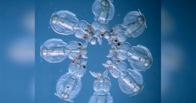 Calamares transparentes como resultado de la primera anulación de genes en cefalópodos