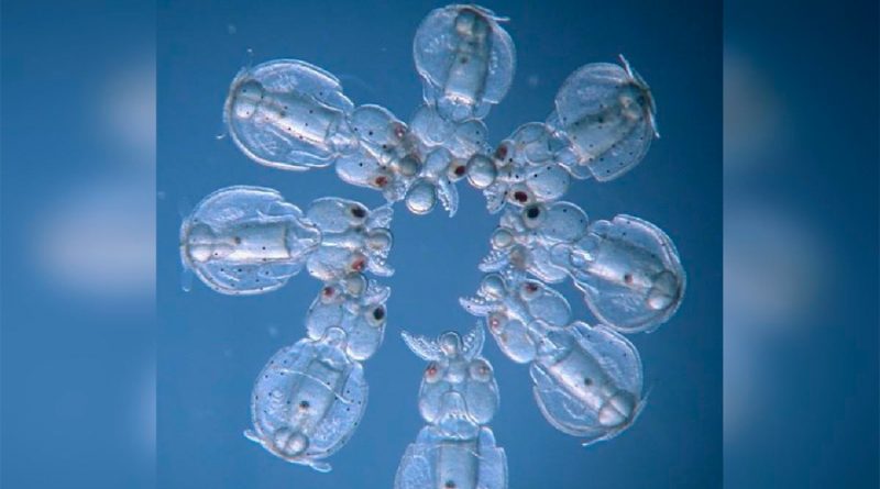Calamares transparentes como resultado de la primera anulación de genes en cefalópodos