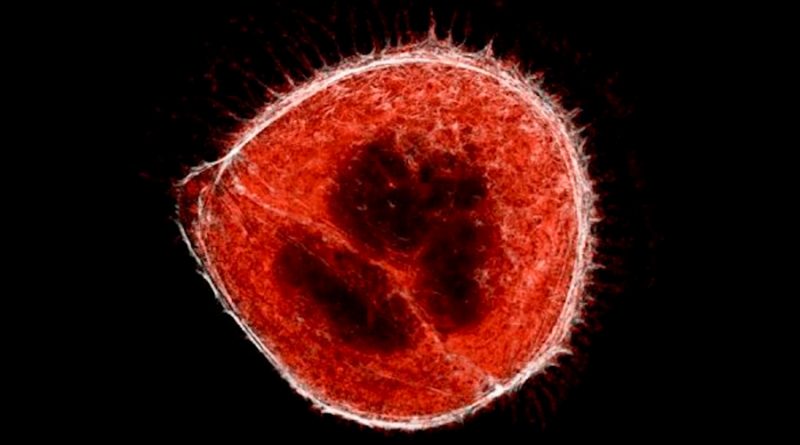 El coronavirus hace que algunas células desarrollen “tentáculos”, revelan imágenes