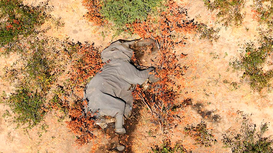 El gobierno de Botsuana investiga la misteriosa muerte en masa de cientos de elefantes