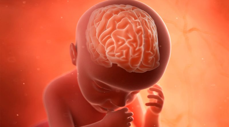 Desvelan cómo se pliega el cerebro del feto a medida que se desarrolla