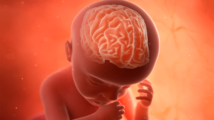 Desvelan cómo se pliega el cerebro del feto a medida que se desarrolla