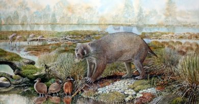Descubierta una nueva familia extinta de marsupiales gigantes en el desierto australiano