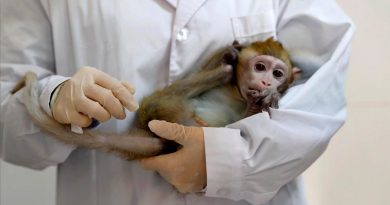 Monos infectados con Covid-19 desarrollaron inmunidad a corto plazo