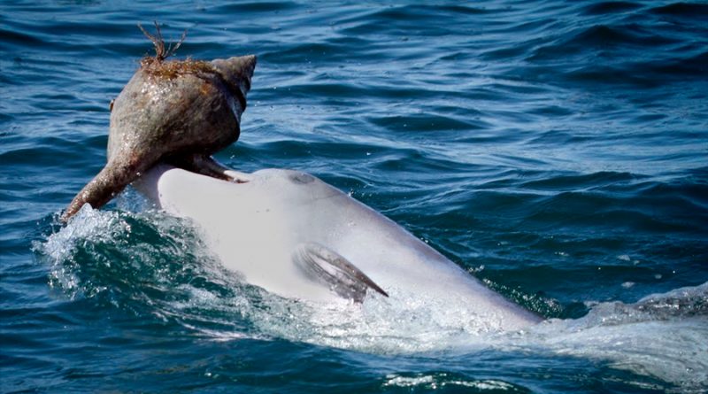 Científicos descubren que los delfines usan caracoles para cazar peces