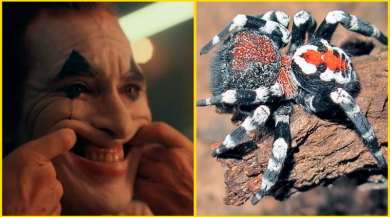 Científicos descubren araña parecida a 'Joker' y la nombran... ¡Como Joaquín Phoenix!