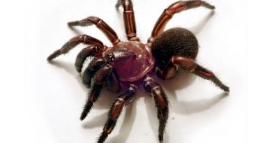 Descubren todo un nuevo género de arañas cazadoras en Australia