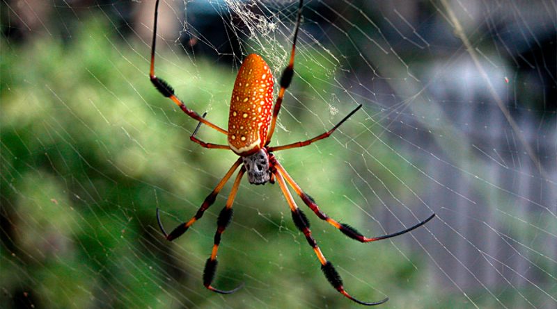 Investigadores logran producir seda de araña utilizando bacterias fotosintéticas