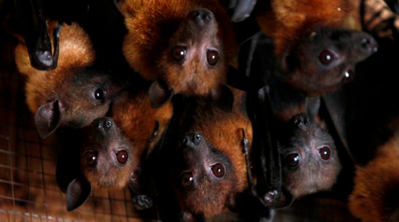 Un virus 96% parecido al Covid-19 fue hallado hace 8 años en una mina infestada de murciélagos de China