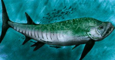 Investigadores descubren restos de un terrorífico "pez bulldog" en la Patagonia