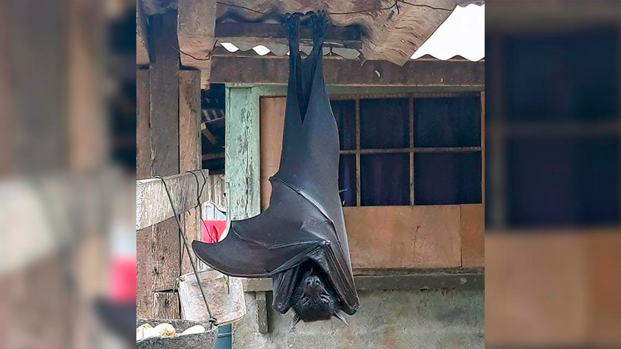 El enorme murciélago que se ha hecho viral tiene una envergadura de 1.70 metros