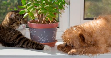 10 plantas que podrían ser tóxicas para perros y gatos