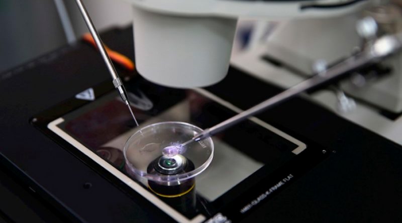Identifican células causantes de que embriones no se implanten en útero