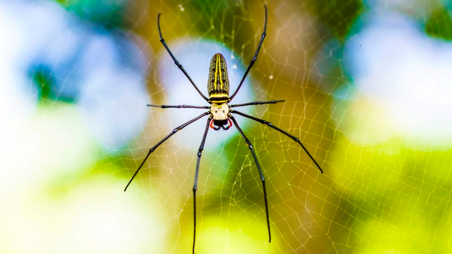 Lentes de seda de araña capturan imágenes de alta resolución dentro de los tejidos