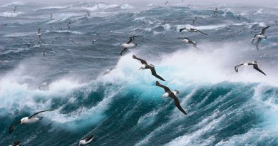 Albatros contra la pesca ilegal: así se les ha reclutado para que patrullen los océanos