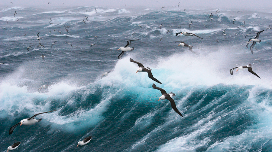 Albatros contra la pesca ilegal: así se les ha reclutado para que patrullen los océanos
