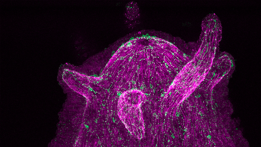 Las neuronas se comunican directamente con los microbios