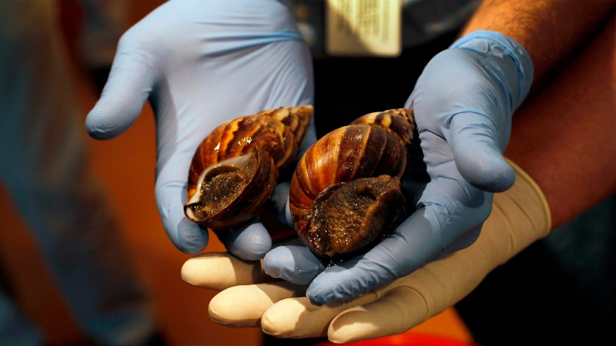 Investigadores de la UNAM estudian veneno de caracol para combatir dolor crónico