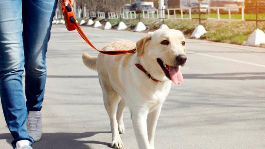 La razón por la que tu perro te sigue a cualquier parte