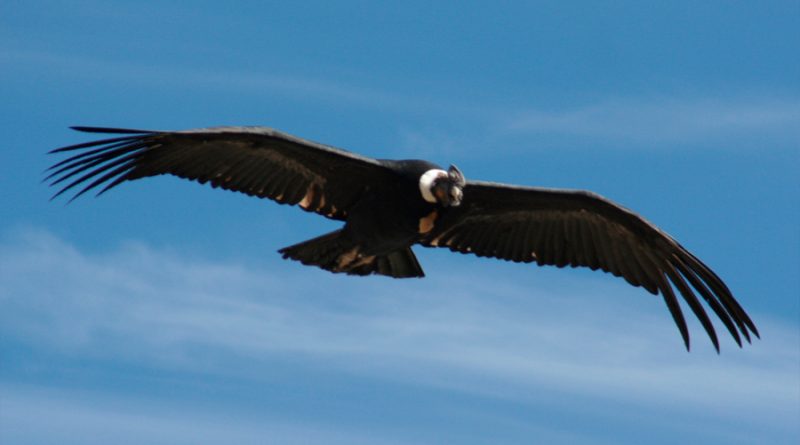 Descubren que cóndores casi no aletean mientras vuelan: mueven sus alas solo el 1% de su tiempo