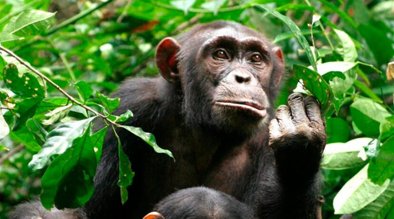 Merma significativamente la población de chimpancés en el mundo por la reducción de su hábitat