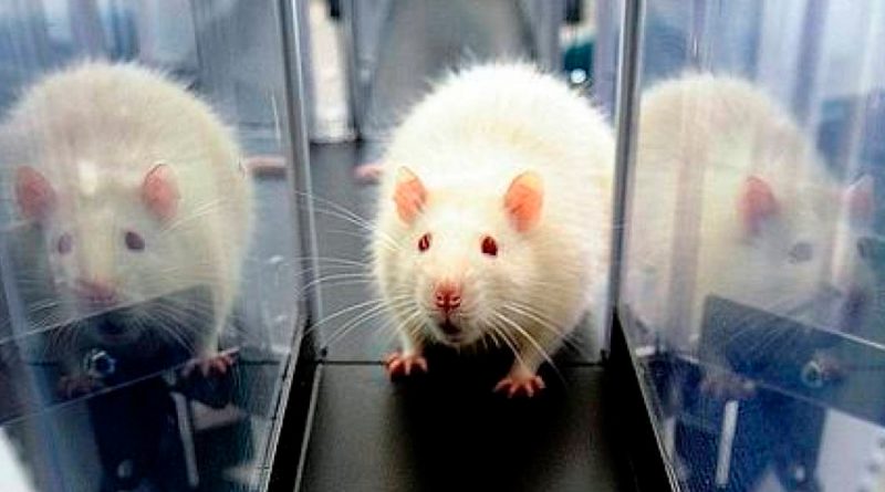 Las ratas tienen los mismos dilemas morales que los seres humanos, según un estudio