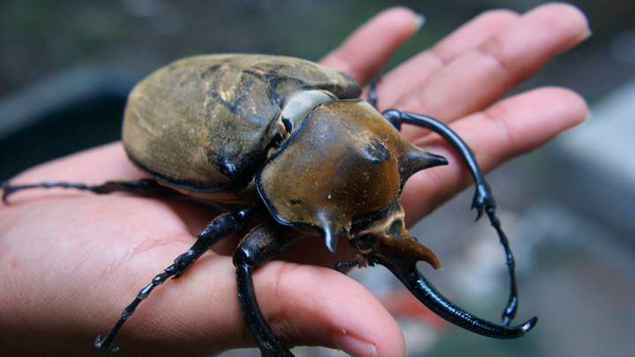 Los maravillosos insectos