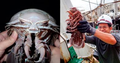 Investigadores hallan en las profundidades del océano una gigantesca “cucaracha marina”