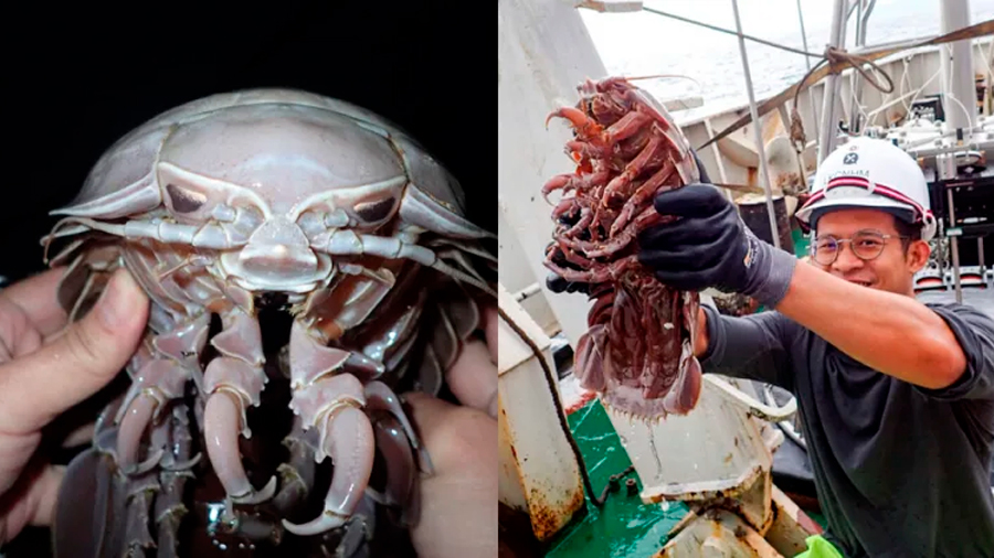 Investigadores hallan en las profundidades del océano una gigantesca “cucaracha marina”