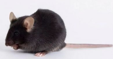 Vacuna contra el covid-19: cómo unos ratones modificados genéticamente se volvieron objeto de una disputa mundial