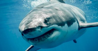 Este es el tiburón blanco más grande del mundo: se llama Deep Blue y mide casi 7 metros