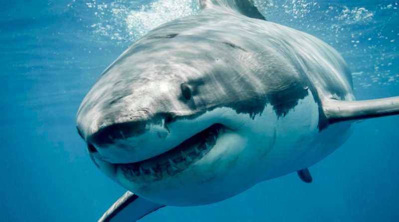 Este es el tiburón blanco más grande del mundo: se llama Deep Blue y mide casi 7 metros