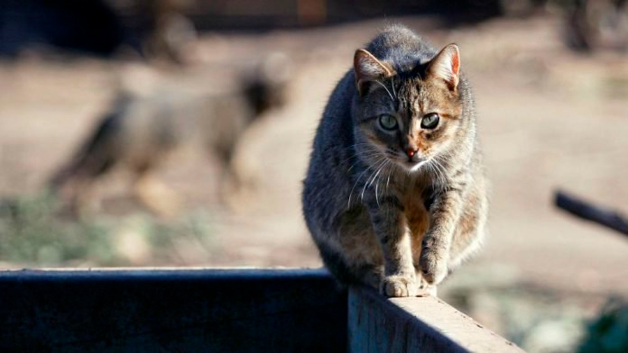 Descubren peligroso parásito que vive en gatos y ya afecto a un tercio de la humanidad