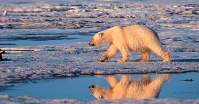 Cambio climático podría extinguir a osos polares antes del 2100