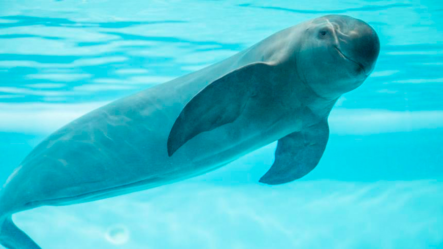 Comisión Ballenera Internacional pide al gobierno de México proteger vaquita marina
