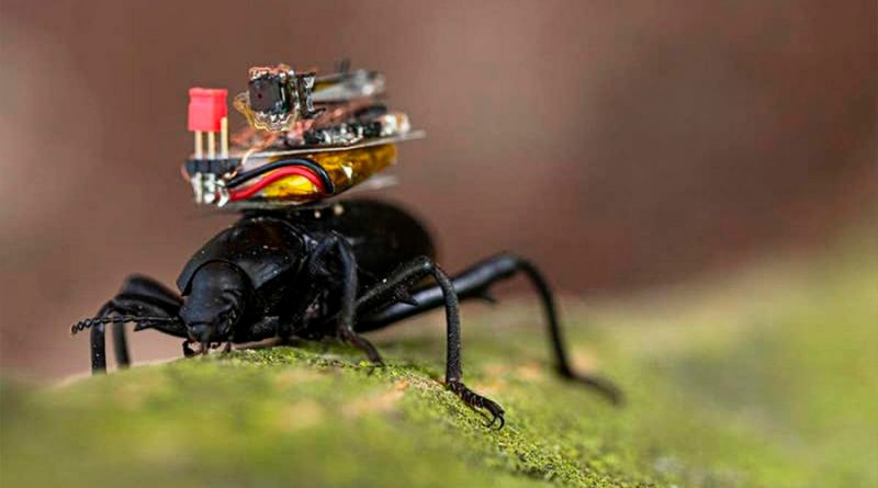 Estos escarabajos llevan una cámara en su espalda de solo medio gramo, que envía streaming a un móvil