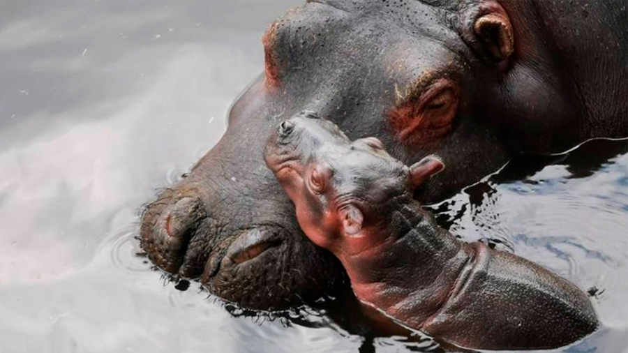 Una cría hipopótamo del Nilo nace en zoológico de México