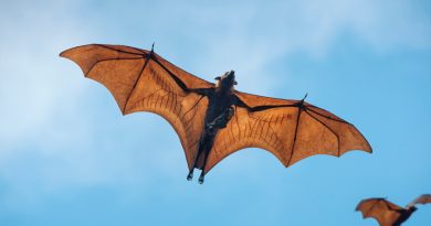 Investigadores mexicanos atrás de la ciencia de saber escuchar a los murciélagos