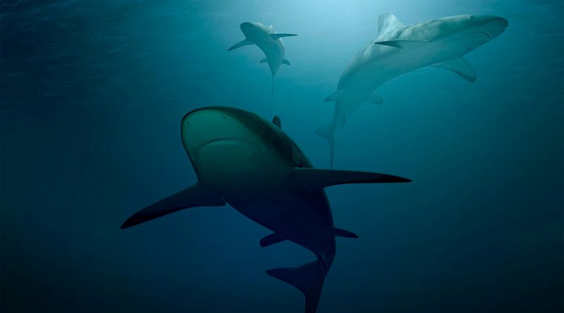 Científicos alertan declive en población de tiburones
